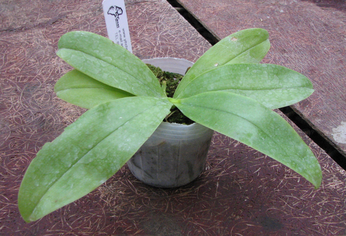 Phalaenopsis violacea 'Blue'.jpg