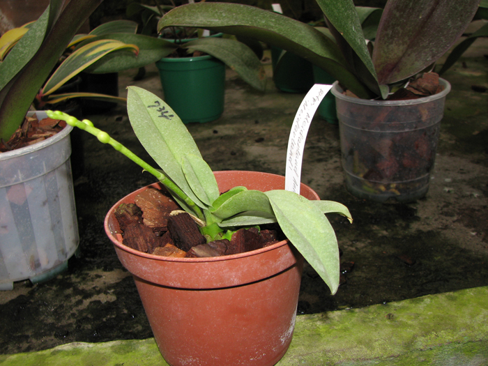 Doritaenopsis Meidarland Annaberry 'Meidarland'.jpg