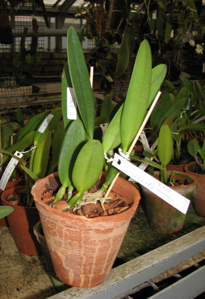 Фото орхидеи Cattleya eldorado tipo XXX x Cattleya eldorado rubra