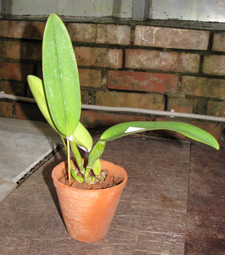 Фото орхидеи Cattleya labiata coerulea 'Bastiao' x Cattleya labiata coerulea 'Lourival'