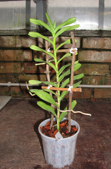 Фото орхидеи Renanthera storiei