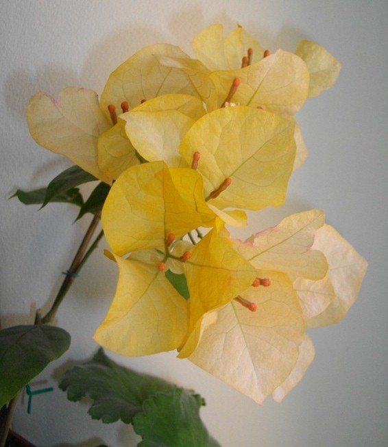 Цветение черенка Golden Tango