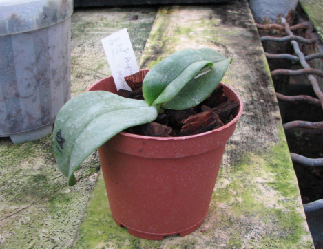 Phalaenopsis Auspice Knight 'Malayan'.jpg