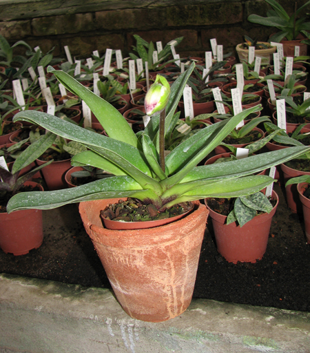 Paphiopedilum complex hybrid.jpg