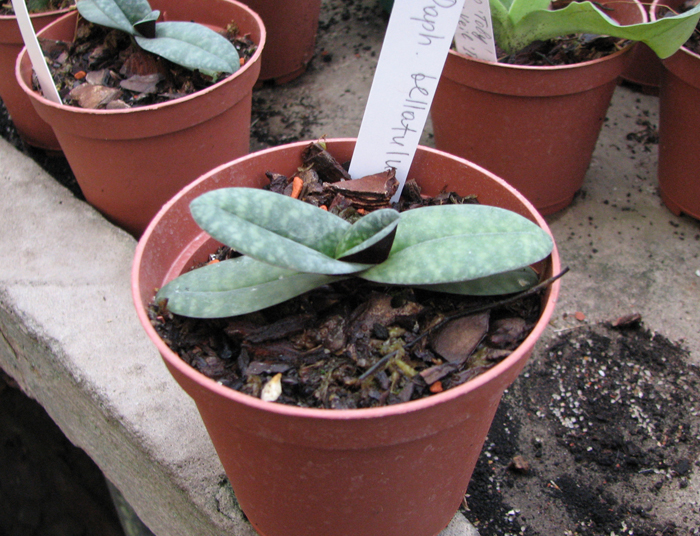 Paphiopedilum bellatulum.jpg
