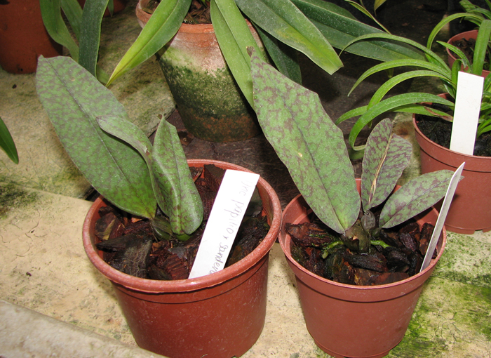 Psychopsis Butterfly (sanderae x papilio).jpg