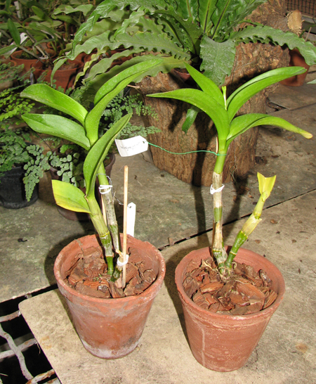 Dendrobium Kultana Fancy.jpg