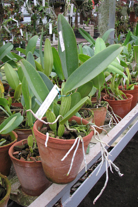 Cattleya warneri alba 'Alvinha' x Cattleya warneri semi alba integra orlata.jpg