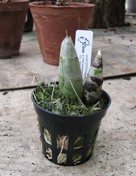 Mormodes buccinators.jpg