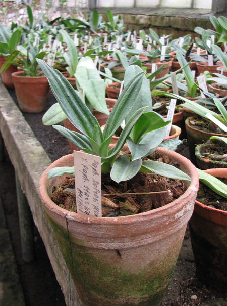 Paphiopedilum Delrosi 'Monique' × Paphiopedilum Starr Warr 'Eureka'.jpg