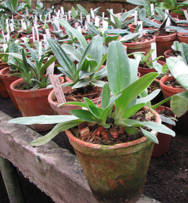 Paphiopedilum (Avalon Mist x pineapple Thai papilio) x philippinense.jpg