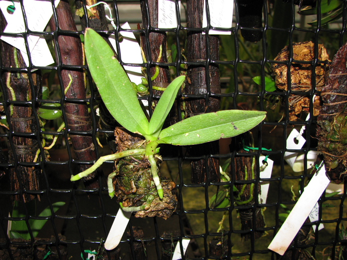 Amesiella monticola.jpg