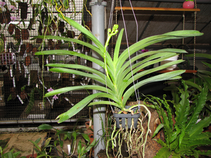 Vanda Fuchs Delight 'Blue Black'.jpg