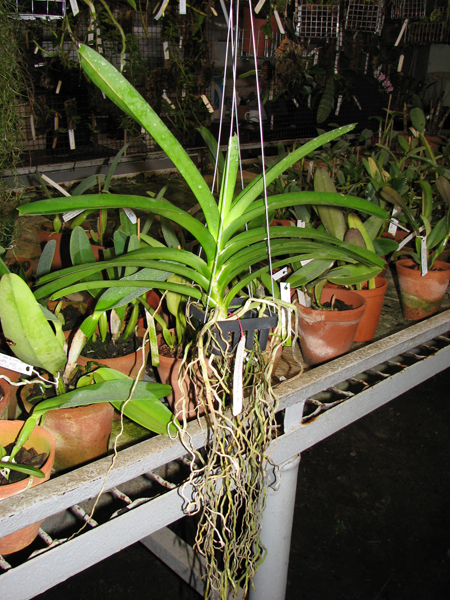 Vanda Kultana Fantasy.jpg