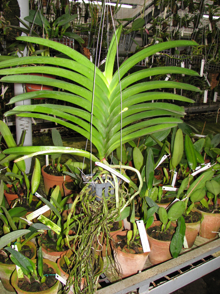 Vanda Robert Delight 'Blue Black'.jpg