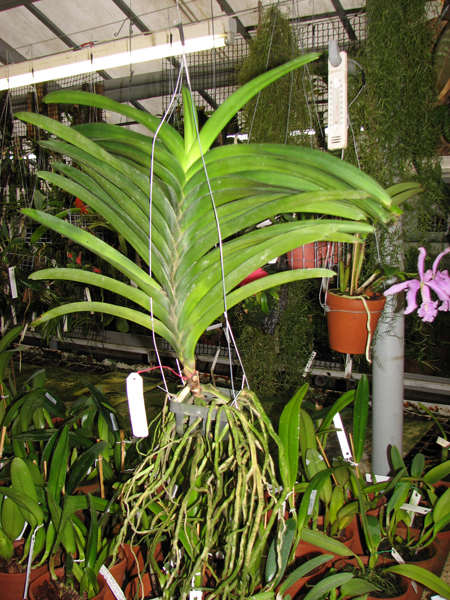 Vanda Pure's Wax 'Violet Blue'.jpg