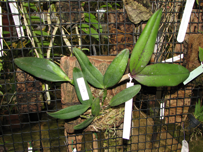 Фото орхидеи Cattleya schilleriana 'Sem ID'