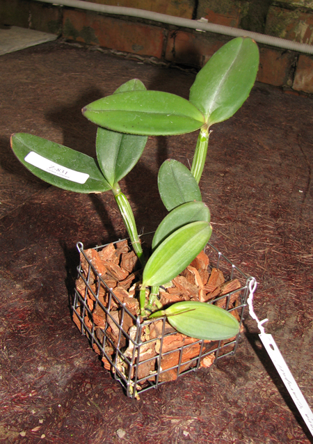 Фото орхидеи Cattleya schilleriana 'Guarapari' x Cattleya schilleriana 'Olinda'