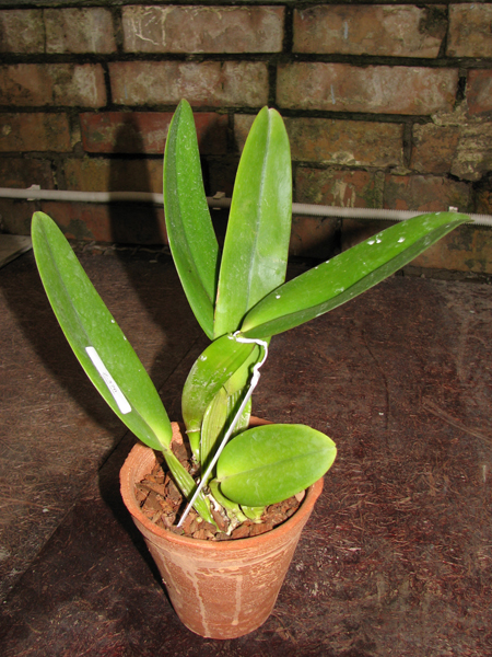 Cattleya warneri tipo 'Maravilha' (escura) x Cattleya warneri integra-orlata.jpg
