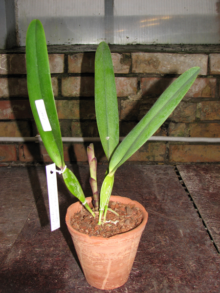 Фото орхидеи Laelia tenebrosa vinicolor 'Eduardo' x Laelia tenebrosa 'Fumacina Fujita'