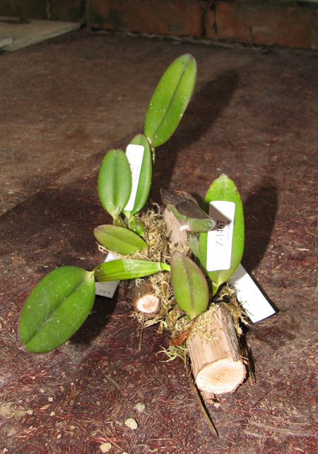 Cattleya luteola aurea 'Ouro' x SELF.jpg