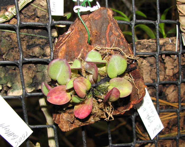 Sophronitis brevipedunculata 'Ouro Branco' x brevipedunculata 'Ouro Preto'.jpg