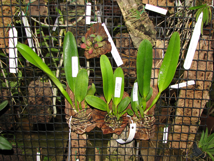 Cattleya dowiana rosea x self.jpg