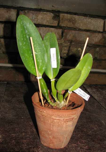 Фото орхидеи Cattleya gaskelliana coerulea ('Aida' x 'Alexis') x SELF