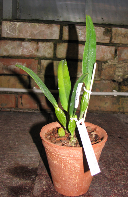 Cattleya mossiae semi alba 'Aurora' x mossiae semi alba reneckiana 'Alayon'.jpg