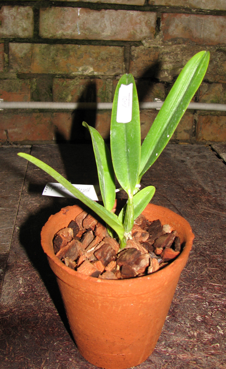 Cattleya percivaliana carnea x SELF.jpg