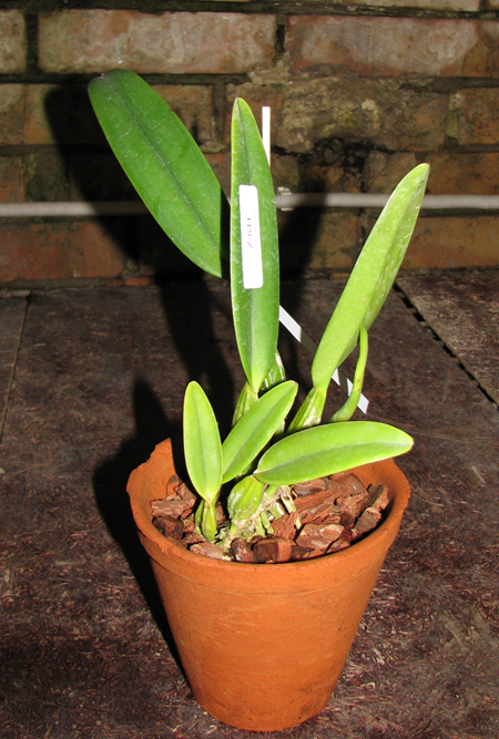 Фото орхидеи Cattleya percivaliana semi alba 'Altamira' (11-6) x percivaliana semi alba 'Carache' (06-6)