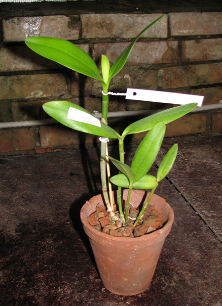 Фото орхидеи Cattleya harrisoniana alba 'Maraja' x Cattleya harrisoniana trilabelo