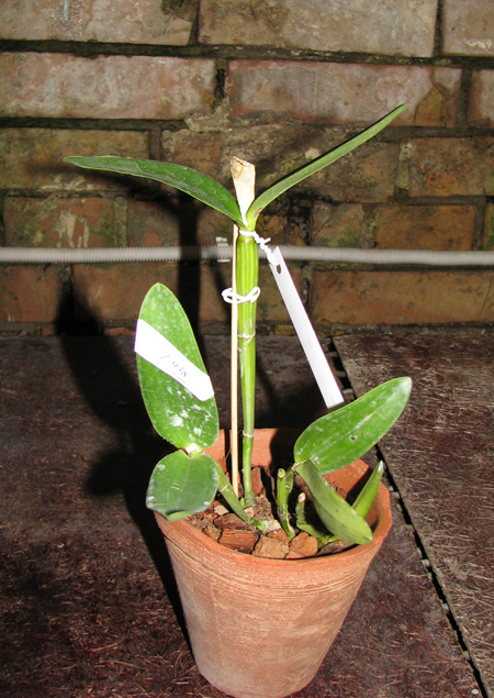 Фото орхидеи Cattleya intermedia aquini alba 'Neve' x Cattleya intermedia aquini alba 'Sublime'