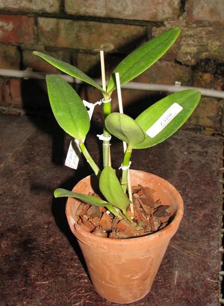 Фото орхидеи Cattleya amethystoglossa creme pintada 'Gaturama' x Cattleya amethystoglossa palha 'Gloriosa'