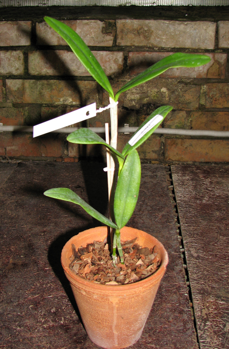 Фото орхидеи Cattleya schofieldiana 'Arraial D'Ajuda' XXXX x SELF