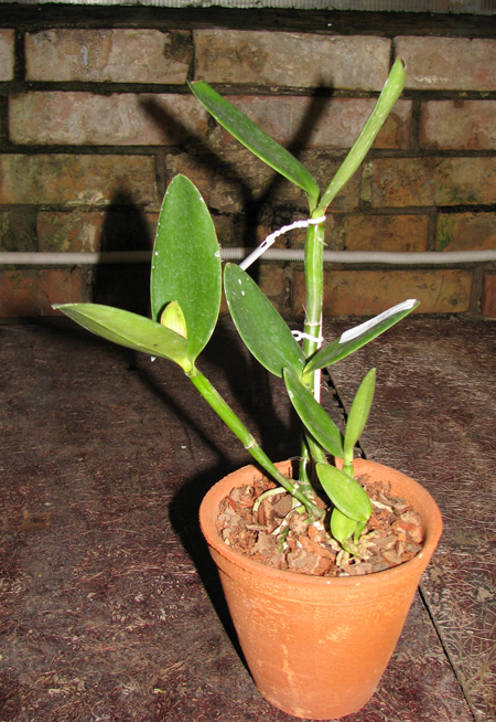 Cattleya intermedia flamea caerulea 'Blue Rapsody' x Cattleya intermedia alba XXX (SAN 775).jpg