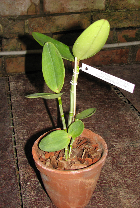 Фото орхидеи Cattleya amethystoglossa palha 'Gloriosa' x Cattleya amethystoglossa 'Palhina'
