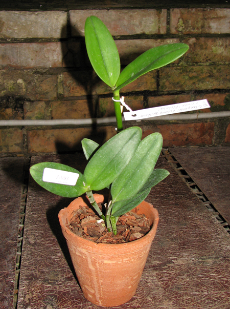 Фото орхидеи Cattleya leopoldii escura 'Brilhosa' x Cattleya leopoldii vinho 'Fininha'