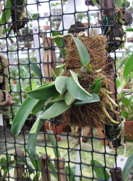 Фото орхидеи Laelia sincorana var. coerulea