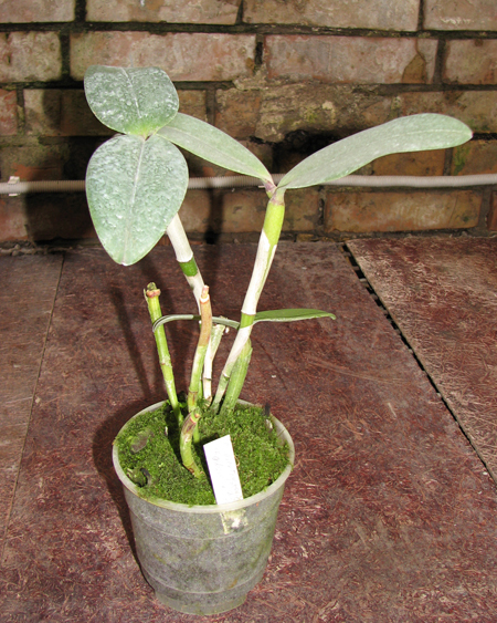 Фото орхидеи Cattleya amethystoglossa 'Fochem × Suzie'