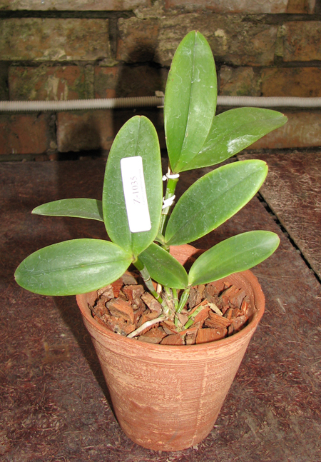 Фото орхидеи Cattleya amethystoglossa rubra 'Cardeal' x SELF