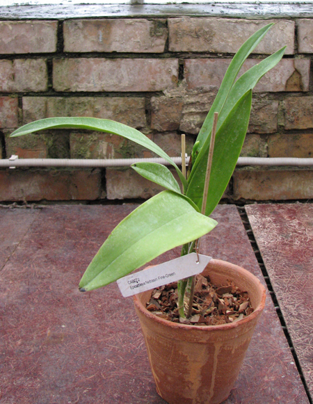 Фото орхидеи Epicattleya Netrasiri Fine Green