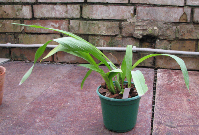 Zygopetalum 'Rhein Blue Angel'.jpg