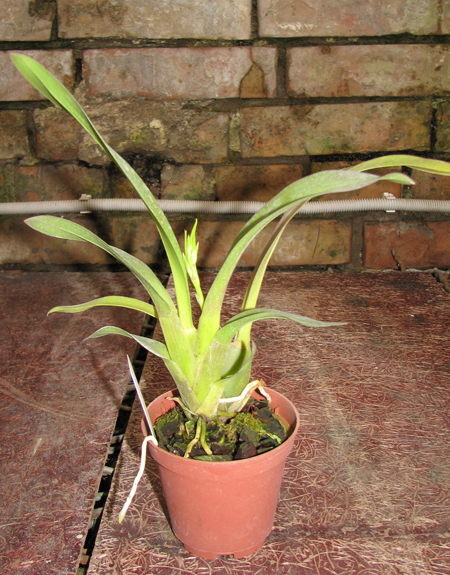 С цветоносом