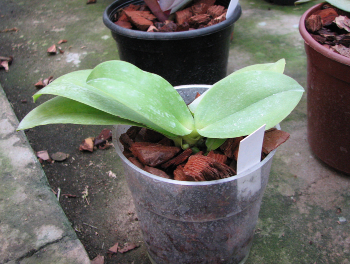 Phalaenopsis Su-An Cricket.jpg