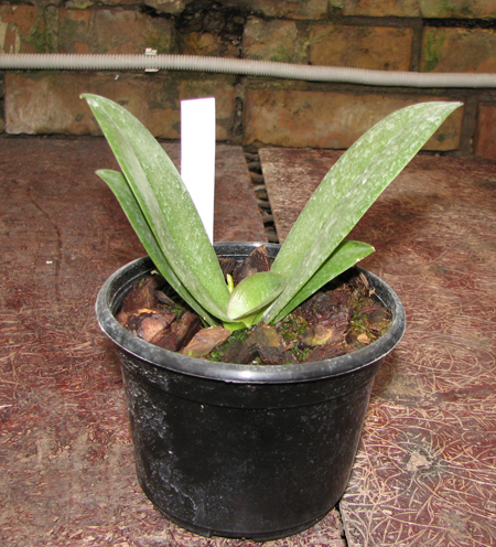 С цветоносом