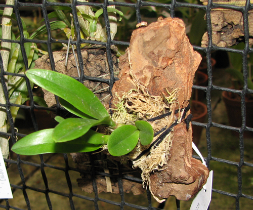 Cattleytonia Why Not 'R'.jpg