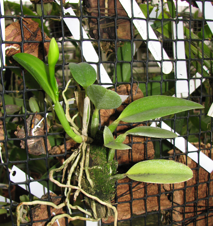 Фото орхидеи Laelia praestans с бутоном