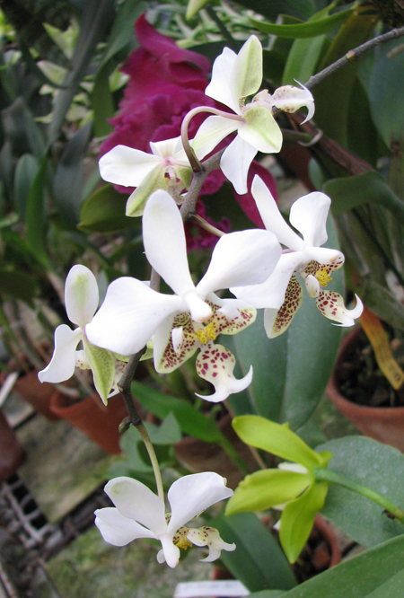 Phalaenopsis stuartiana.jpg