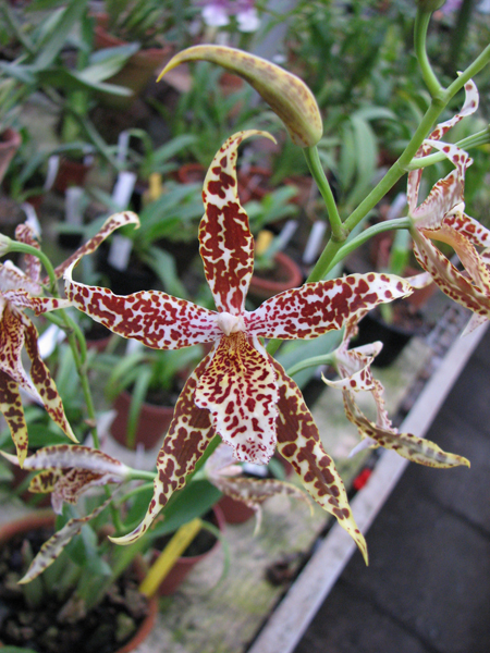 Odontoglossum Cynthia Hill.jpg